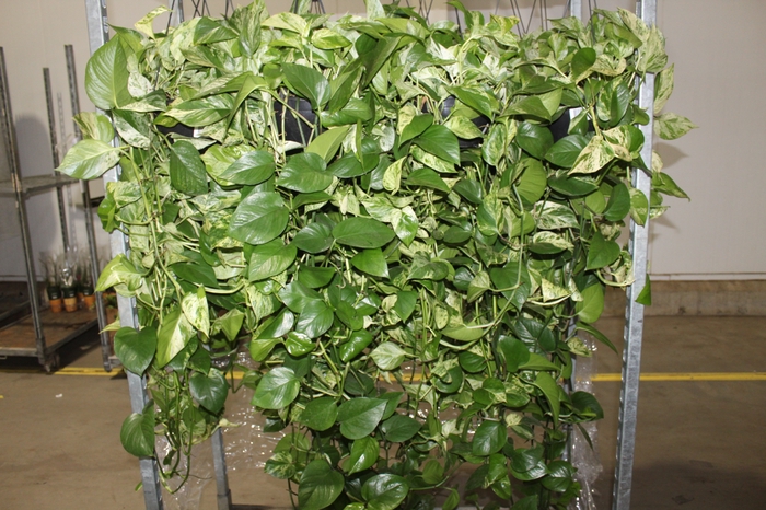 <h4>JIBOIA BRANCO C21 MIN 100 CM PENDENTE</h4>