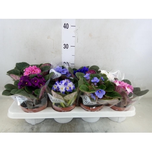 Saintpaulia   ...mix