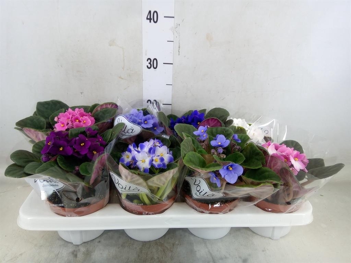 <h4>Saintpaulia   ...mix</h4>