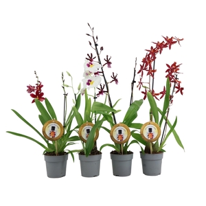 Inca Parfumee mix 2 spike