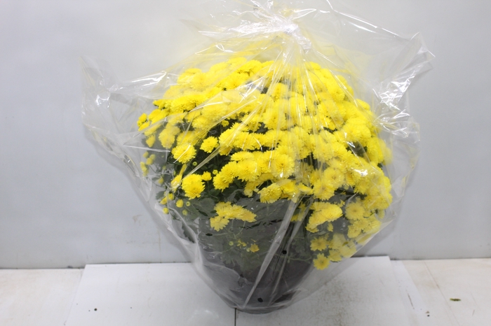 <h4>CRISANTEMO BOLA BELGA JASODA C21 AMARELO</h4>