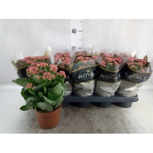 Kalanchoe blos. 'RosDon Victorio'