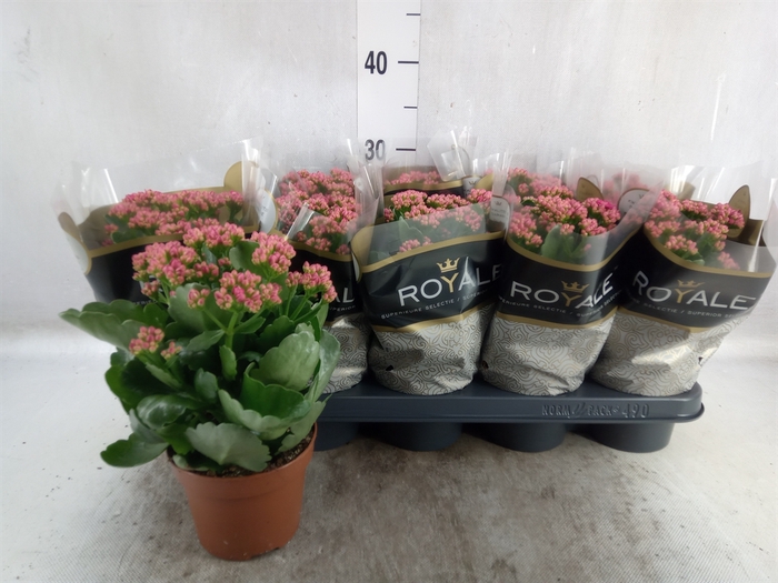 <h4>Kalanchoe blos. 'RosDon Victorio'</h4>