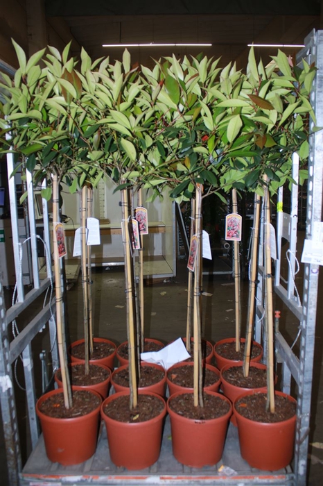 <h4>Photinia Fras Red Robin Op Stam</h4>