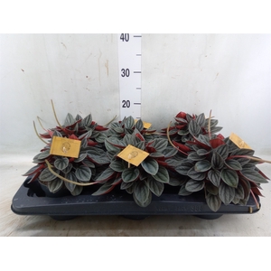 Peperomia caperata 'Santorini'