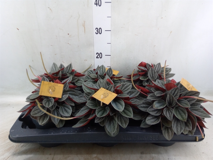<h4>Peperomia caperata 'Santorini'</h4>