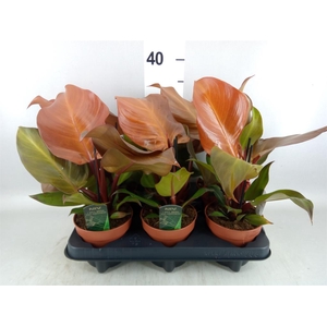 Philodendron   ...