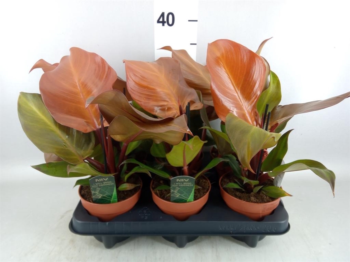 <h4>Philodendron   ...</h4>
