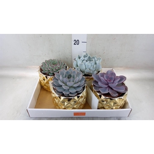 Echeveria   ...mix