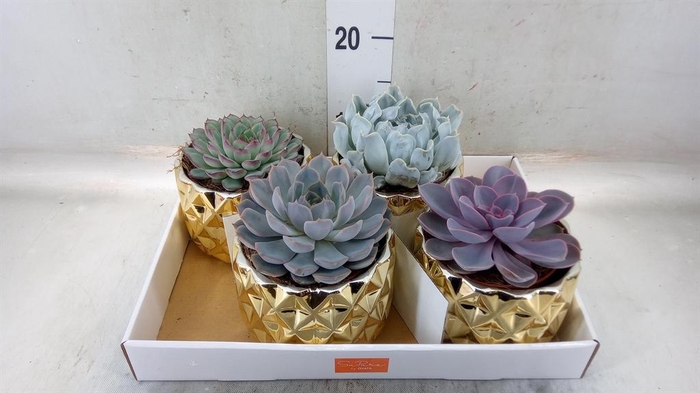 <h4>Echeveria   ...mix</h4>