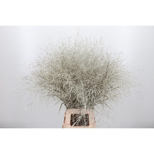 Panicum Kl Bh Platina