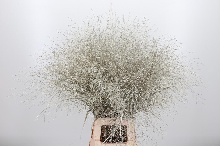 <h4>Panicum Kl Bh Platina</h4>