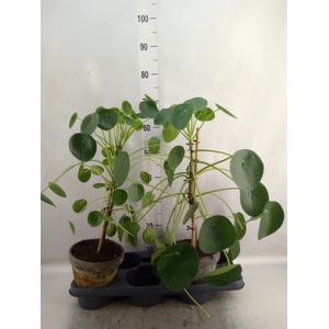 Pilea peperomoides