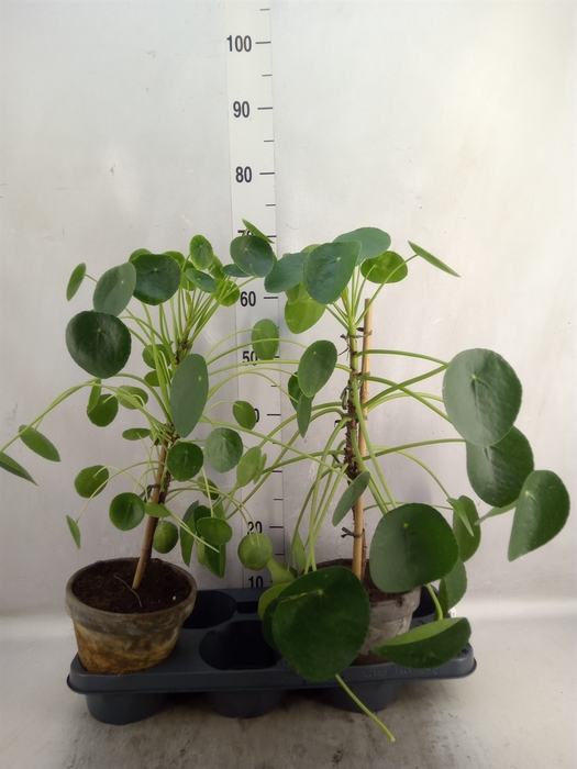 Pilea peperomoides