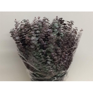 Euca Baby Blue Short 150grams