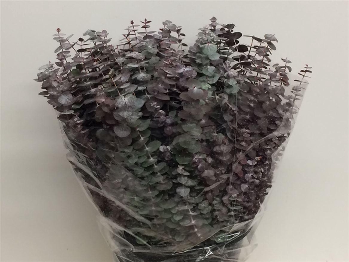 <h4>Euca Baby Blue Short Red 150grams</h4>