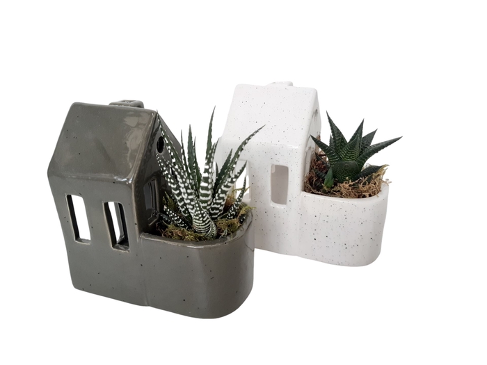 <h4>Arr.   Kamerplant Groen L%</h4>