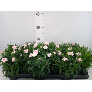 Dianthus  'Oscar White And Red'