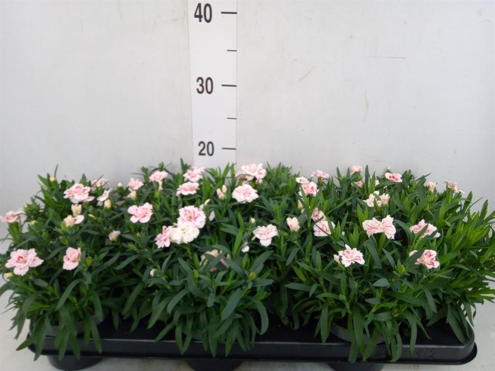 <h4>Dianthus  'Oscar White And Red'</h4>