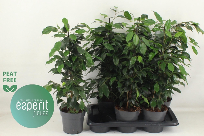 <h4>FIC BE DANIELLE</h4>