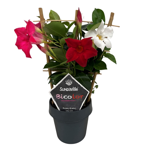 <h4>Mandevilla Sundaville Tricolor op rek (in mixtray) (Dipladenia)</h4>
