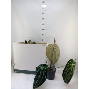 Anthurium clarinervium