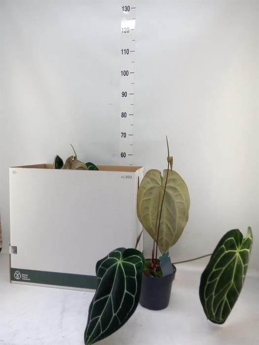 <h4>Anthurium clarinervium</h4>