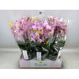 Phalaenopsis multi.   ...rose