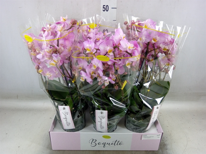 <h4>Phalaenopsis multi.   ...rose</h4>
