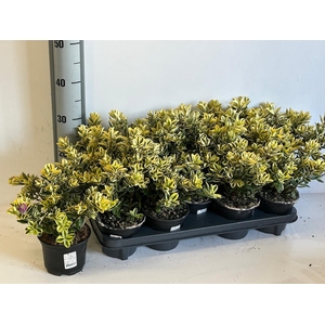 HEBE AND VARIEGATA