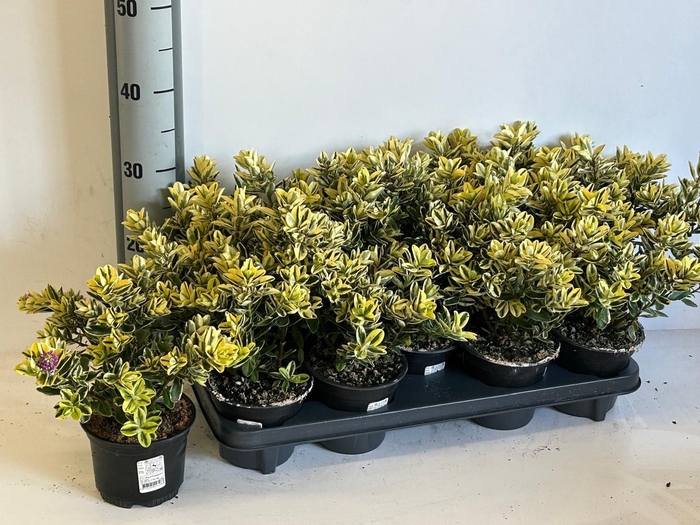 <h4>HEBE AND VARIEGATA</h4>