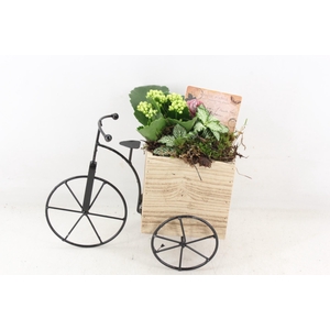 arr2 TD - Driewieler - wit