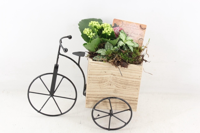 <h4>arr2 TD - Driewieler - wit</h4>