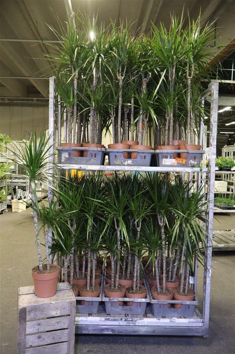 <h4>Dra Marginata</h4>