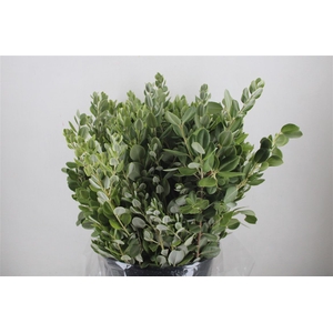 Pittosp Ralphi Leaves 400gr P Bunch