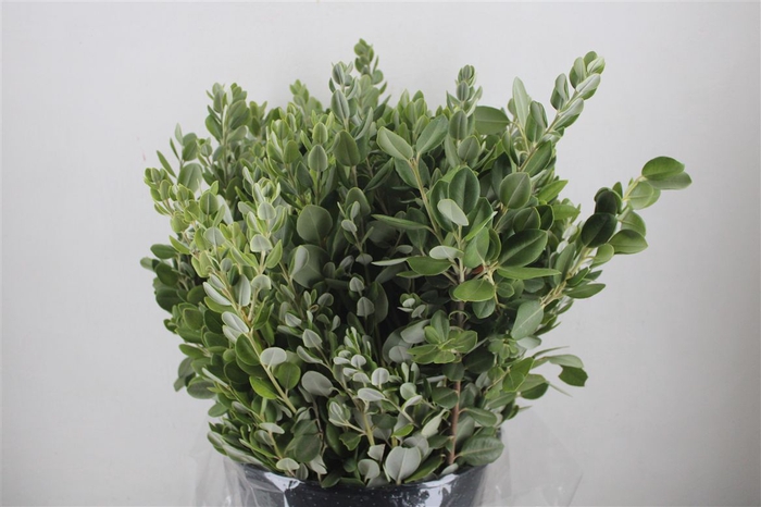 <h4>Pittosp Ralphi Leaves 400gr P Bunch</h4>