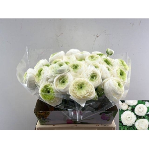 RANUNCULUS OV