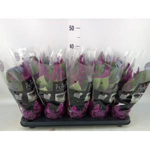 Celosia spic. 'Deep Purple'