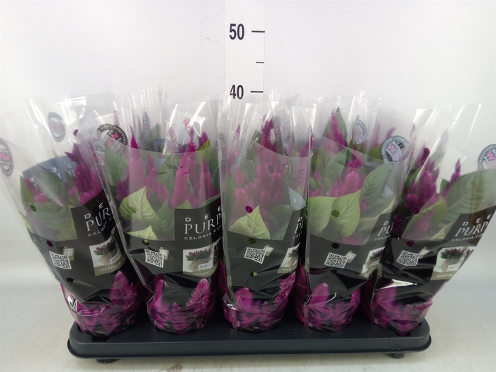 <h4>Celosia spic. 'Deep Purple'</h4>