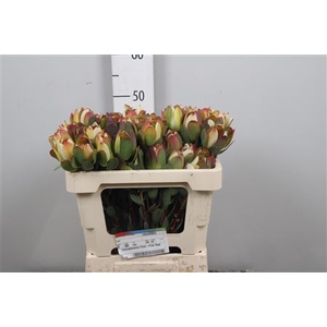 Leucadendron Pom-pom Red