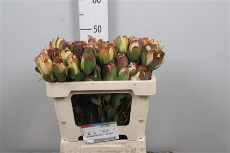 <h4>Leucadendron Pom-pom Red</h4>