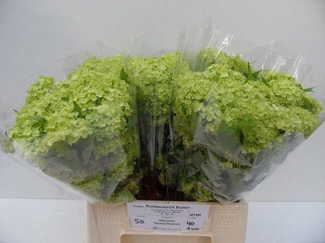 <h4>Viburnum Greenhouse 4 Kop Bruinen</h4>