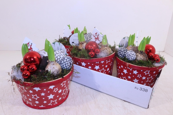 <h4>ARR HYACINTH</h4>