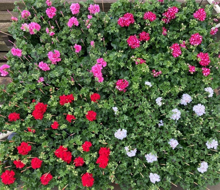 <h4>PEL PELT MIXK</h4>