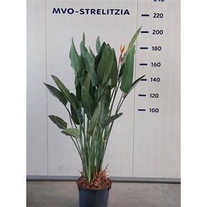 Strelitzia Regin Bl Xxl