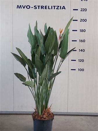 <h4>Strelitzia Regin Bl Xxl</h4>