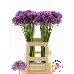 ALLIUM VIOLET BEAUTY