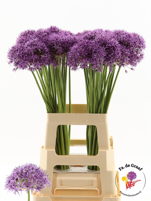 <h4>ALLIUM VIOLET BEAUTY</h4>
