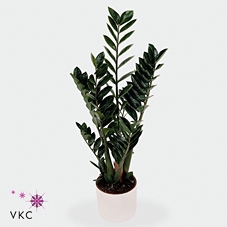 .Zamioculcas zamiifolia