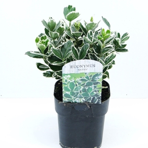 Euonymus japonicus Kathy